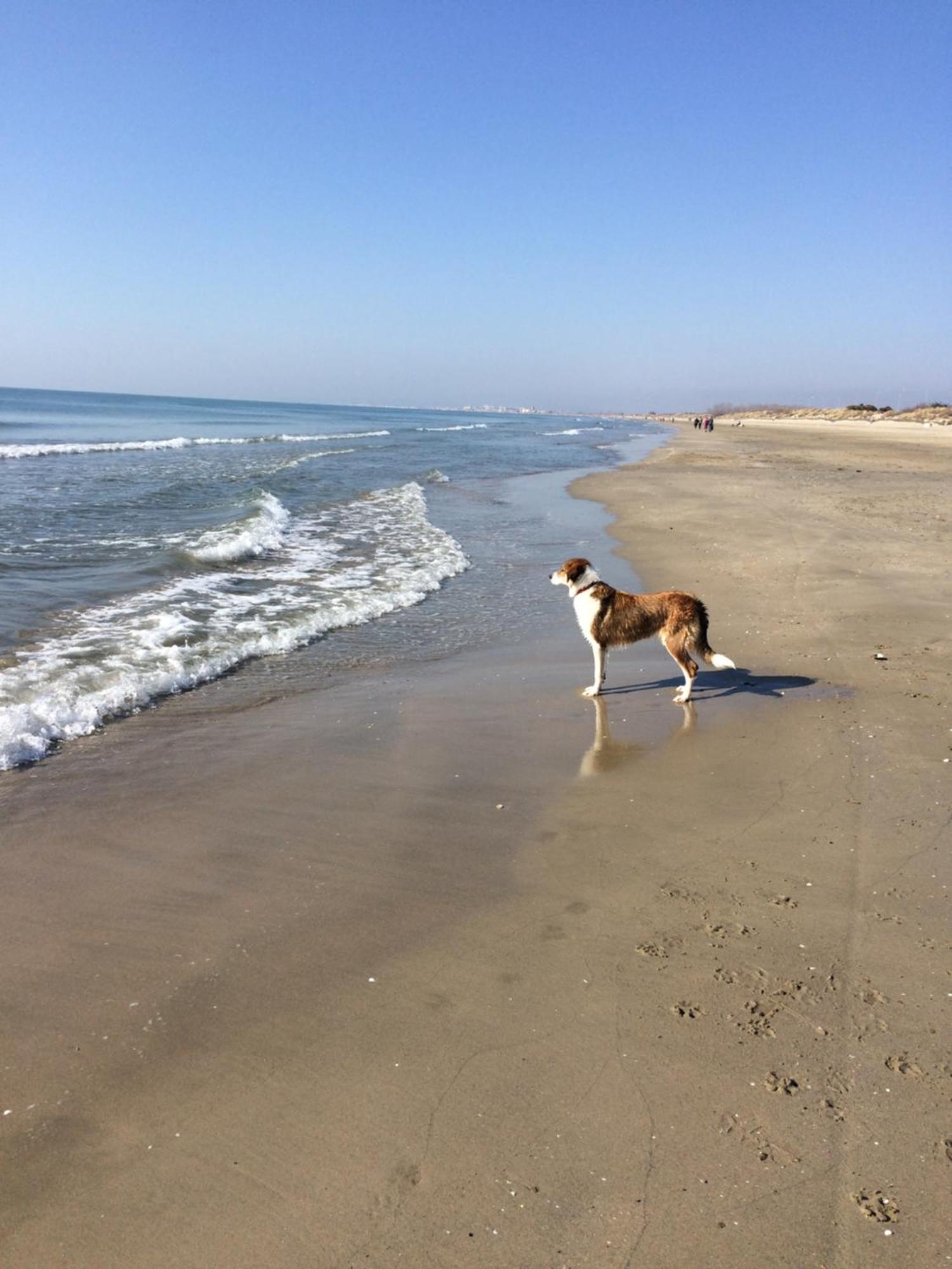 Maison De Maitre Proche Plage A Aigues-Mortes Εξωτερικό φωτογραφία